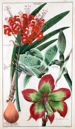 Item #25978 Two botanical prints of Amaryllis