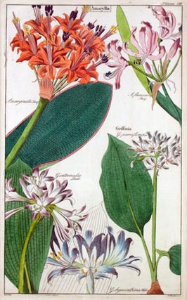 Two botanical prints of Amaryllis.