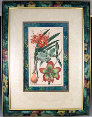 Two botanical prints of Amaryllis.