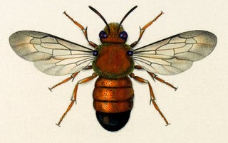 Item #27798 Hymenoptera: Twelve Specimens