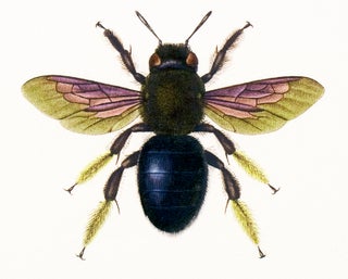 Hymenoptera: Twelve Specimens.