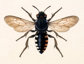 Hymenoptera: Twelve Specimens.