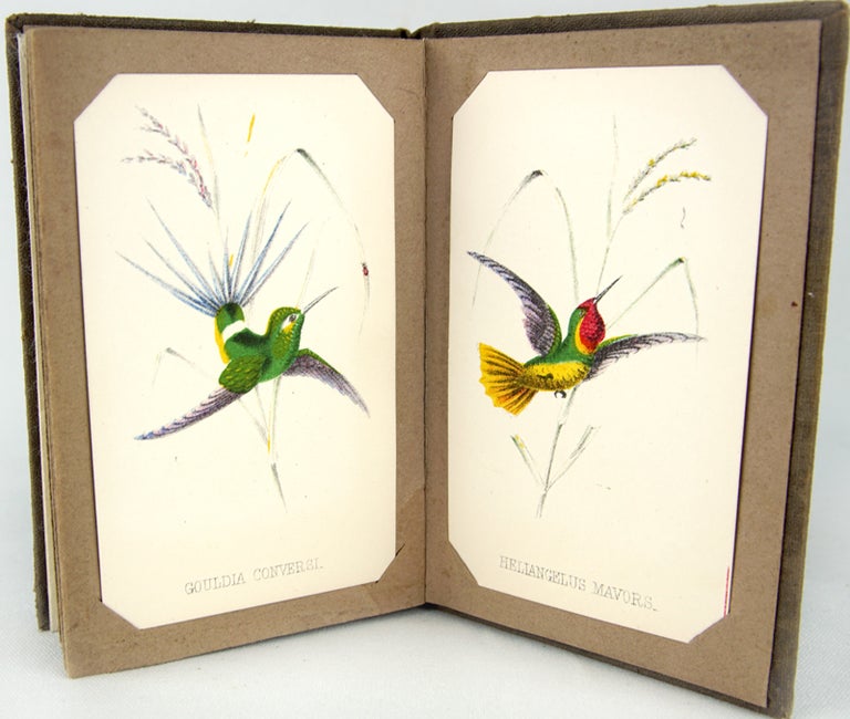 Item #31597 Humming Birds. Part 1 and Part 2.