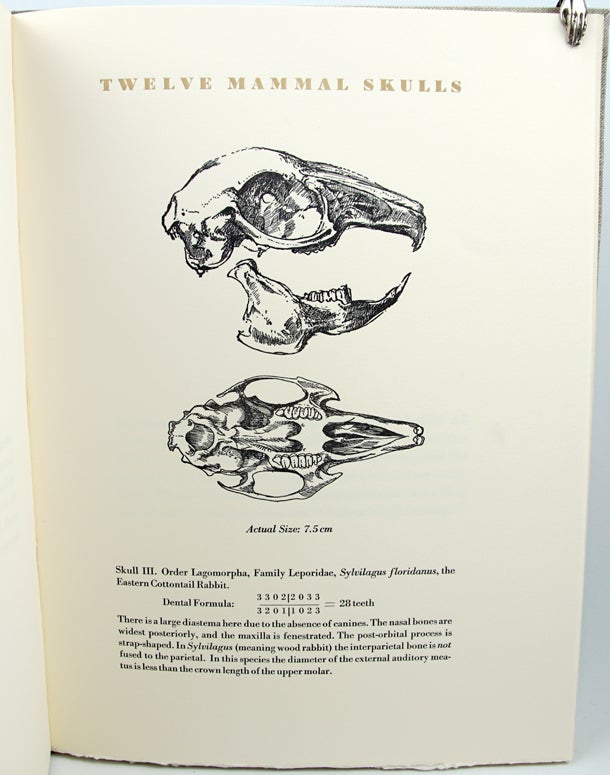 Item #32267 Twelve Mammal Skulls. James Trissel, Sally Hegarty, Barbara Winternitz.